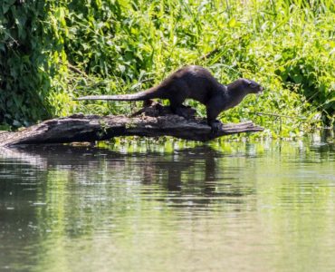 La nutria es considerada un depredador tope de los ecosistemas dulceacuícolas. (Foto: José Cruz Gómez Llamas)