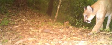 Puma en la Reserva de la Biosfera Sierra de Manantlan