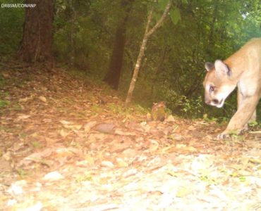 Puma en la Reserva de la Biosfera Sierra de Manantlan