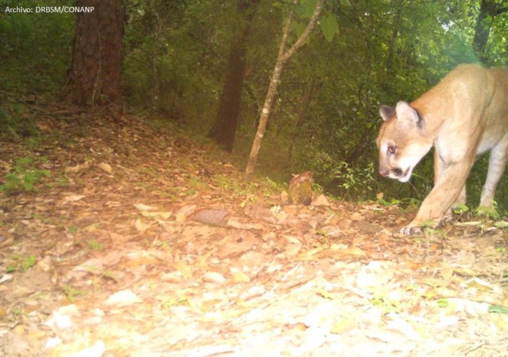 Puma en la Reserva de la Biosfera Sierra de Manantlan