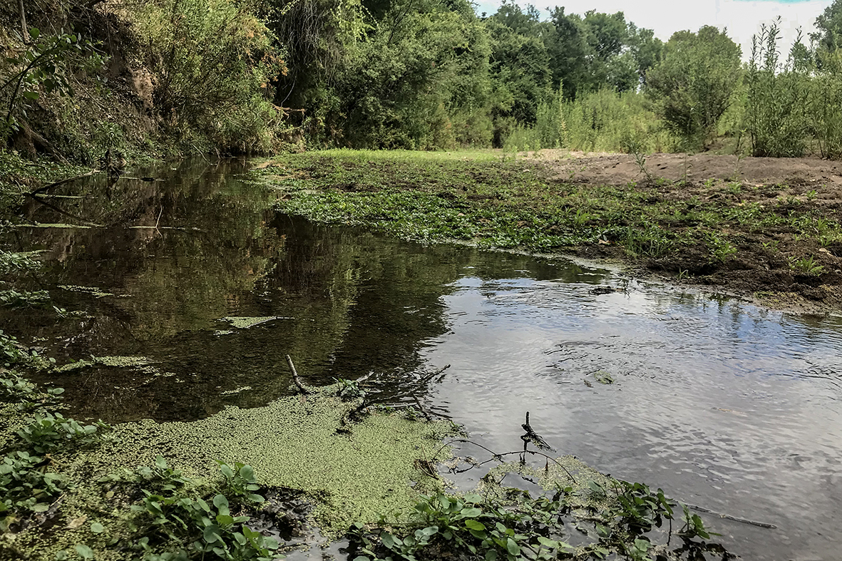 Contaminación por el Río Sonora. Foto: Lydiette Carrión