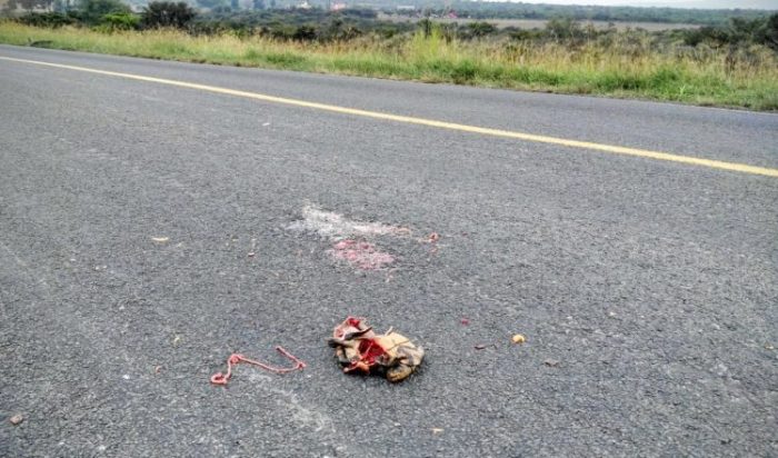 Tortuga casquito atropellada en la autopista 80D, Zapotlanejo - Lagos de Moreno