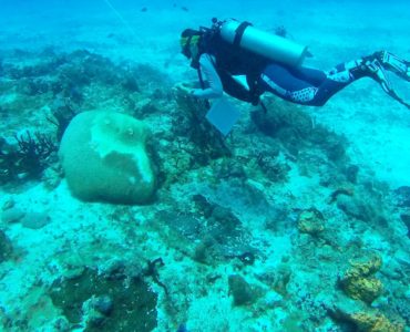 Parque Nacional Arrecifes Cozumel. Foto: Conanp