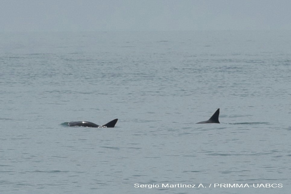 Vaquita Marina. Fotos de Sergio Martínez Aguilar