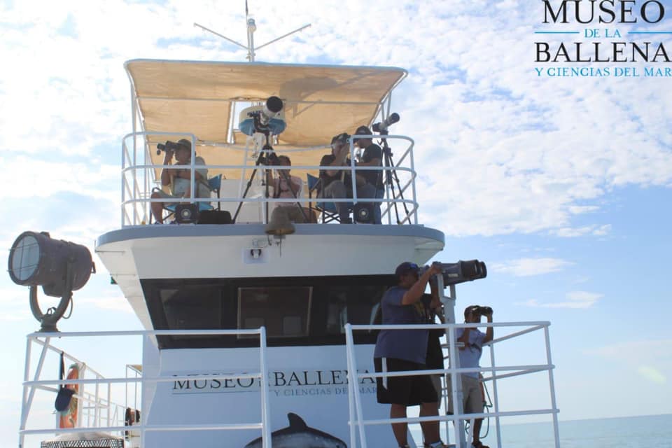 Expedición para la búsqueda de vaquita marina. Foto: Museo de la Ballena