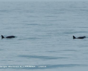 Vaquita Marina. Fotos de Sergio Martínez Aguilar