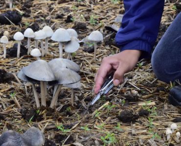 Hongos alucinógenos. Foto de la Universidad de Guadalajara