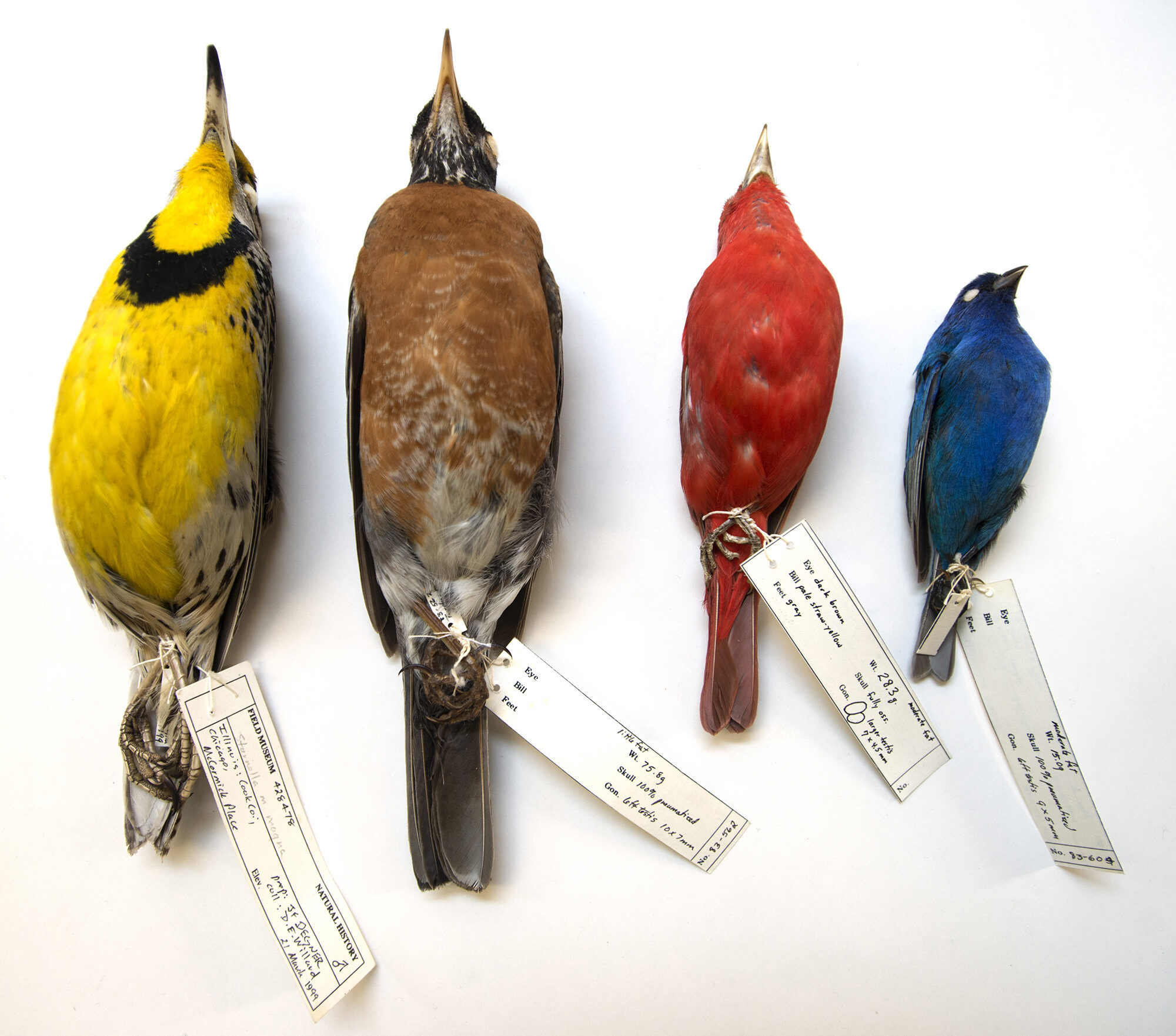 Algunas de las aves recolectadas en el McCormick Place de Chicago que se encuentran en las colecciones del Field Museum, incluida una alondra oriental (a la izquierda) y un empavesado de índigo (a la derecha). Crédito de la imagen: Field Museum, Karen Bean.