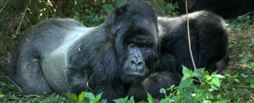 Foto de la UNEP: Gorilas en Ruanda