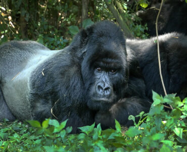 Foto de la UNEP: Gorilas en Ruanda