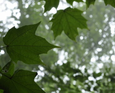 Bosque de Arce en Talpa Jalisco. Foto: Semadet