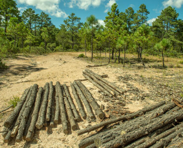 Sierra Tarahumara. Foto: CCMS