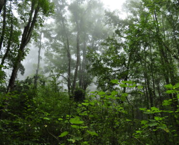 Bosque de Arce en Talpa. Foto de Semadet