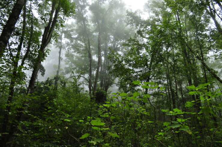 Bosque de Arce en Talpa. Foto de Semadet