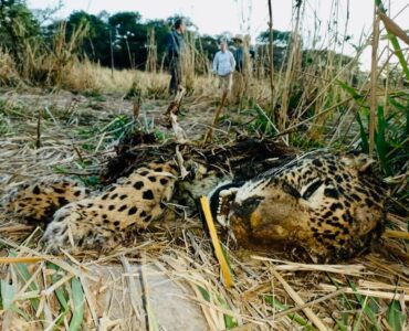 jaguar muerto en Mascota, Jalisco. Foto de Javier Chávez