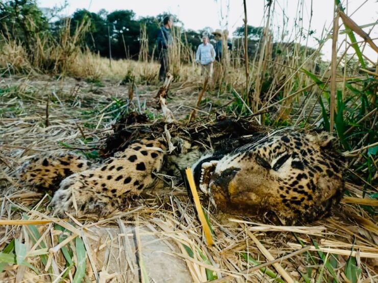jaguar muerto en Mascota, Jalisco. Foto de Javier Chávez