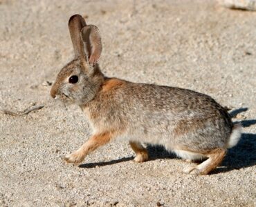 Conejo del Desierto. Foto:Alan Vernon