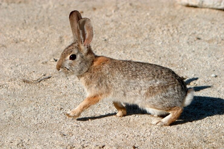 Conejo del Desierto. Foto:Alan Vernon