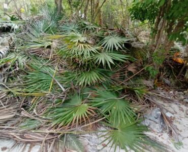 Palazuelos Tulum Palma Parque Nacional