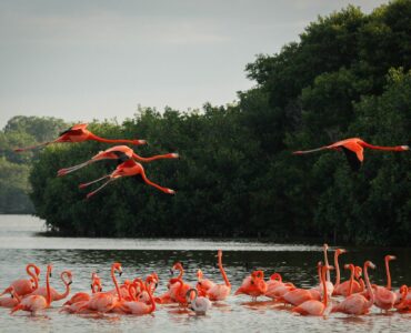 Flamingos rosados. Foto: Conanp