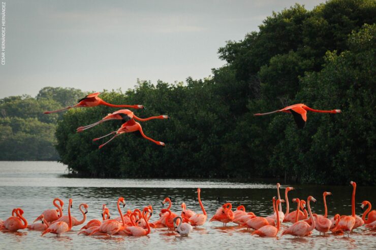 Flamingos rosados. Foto: Conanp