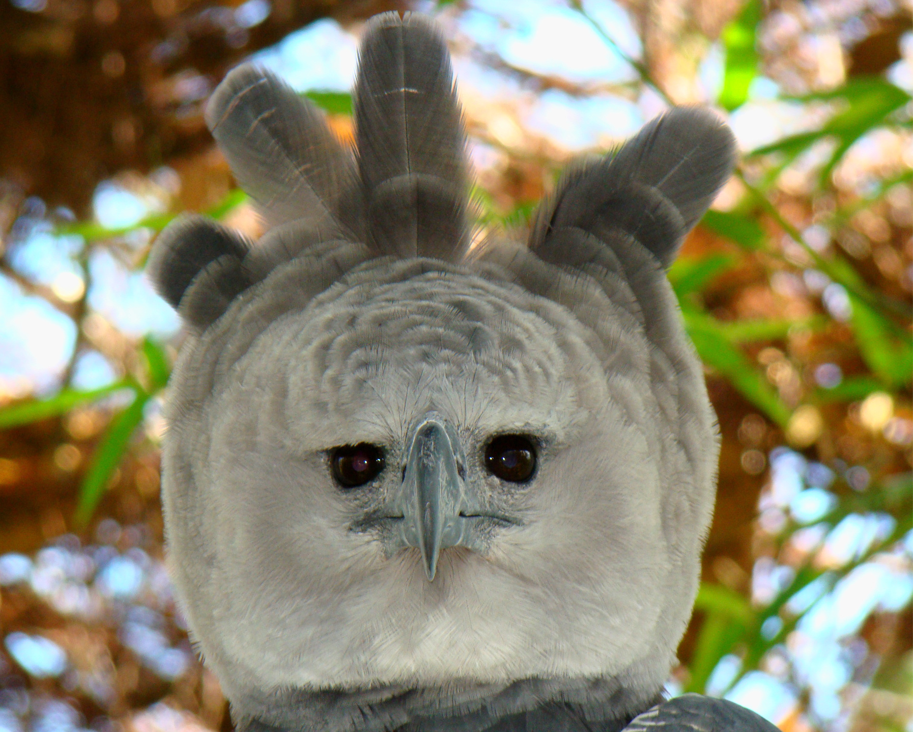 Bosawás alberga al águila harpía (Harpia harpyja), una de las águilas más grandes del mundo. La especie está casi extinta en América Central. Fotografía de Bjørn Christian Tørrissen mediante Wikimedia Commons (CC BY-SA 3.0).