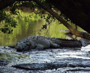 Crocodylus acutus, la especie que se distribuye en Jalisco. (Foto: Ricardo Ojeda).