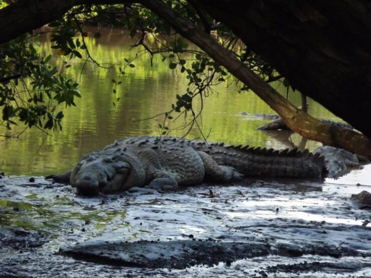 Crocodylus acutus, la especie que se distribuye en Jalisco. (Foto: Ricardo Ojeda).