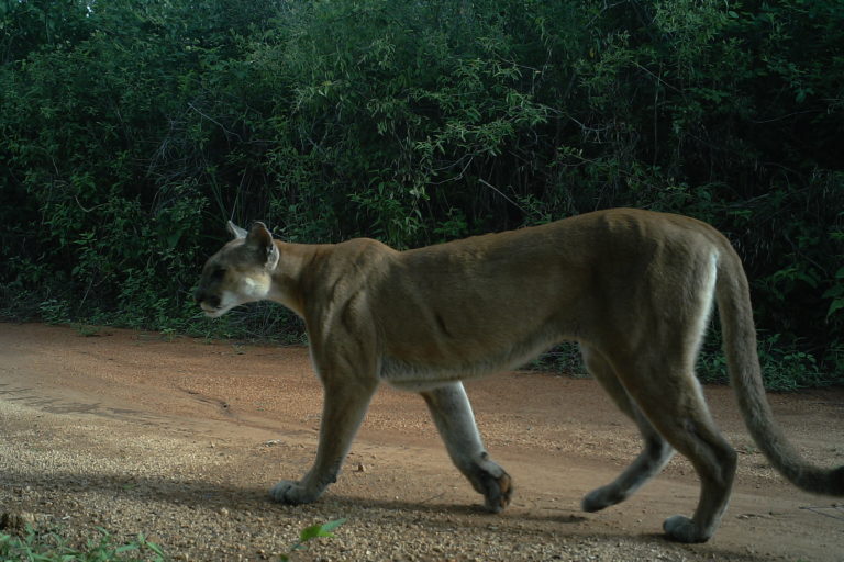 Puma en Chamela